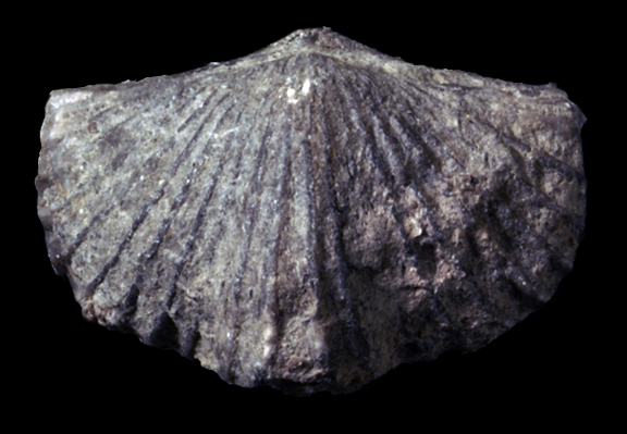 Platystrophia